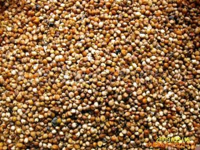 【圖】供應 優(yōu)質 東北 釀酒 紅粱_容商天下